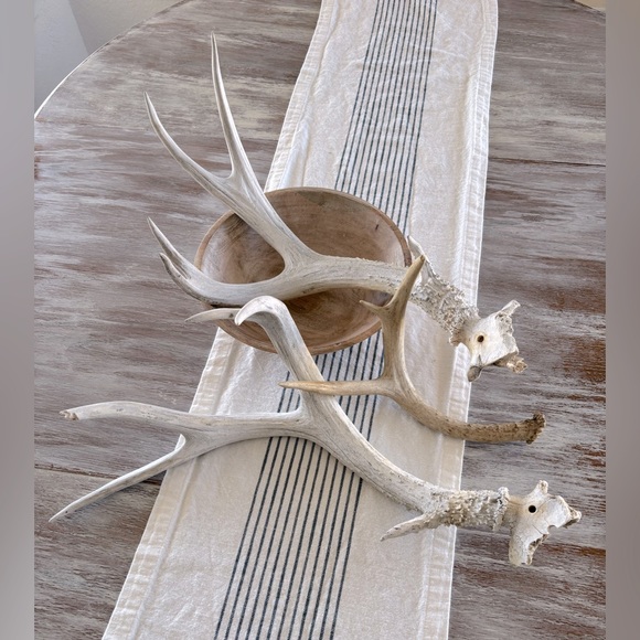 🌿🦌 Real Natural Deer Antlers - Picture 8 of 9